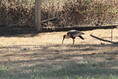 Theristicus caudatus