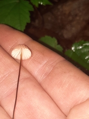 Marasmius bellipes