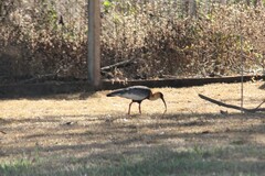 Theristicus caudatus