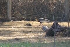 Theristicus caudatus