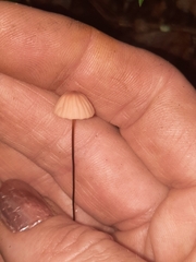 Marasmius bellipes