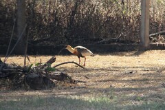 Theristicus caudatus