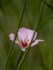 Calochortus palmeri
