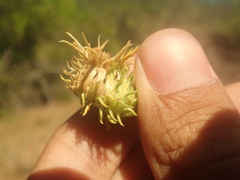 Rhopalomyia grindeliae