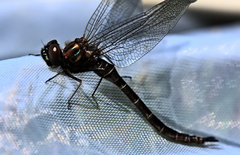 Somatochlora cingulata