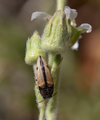 Acmaeodera latiflava