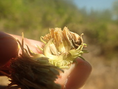 Rhopalomyia grindeliae