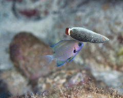Pycnochromis pacifica