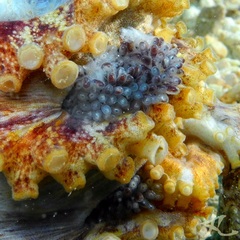 Amphioctopus siamensis
