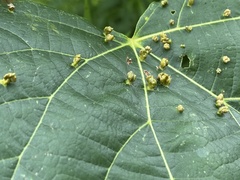 Phytoptus abnormis