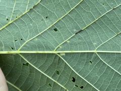 Phytoptus abnormis