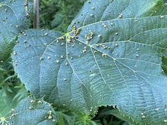 Phytoptus abnormis