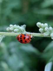 Harmonia axyridis