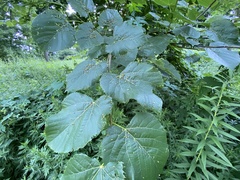 Phytoptus abnormis