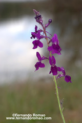 Linaria elegans