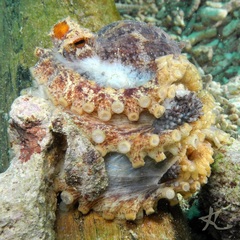 Amphioctopus siamensis