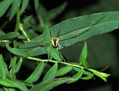 Odiellus nubivagus