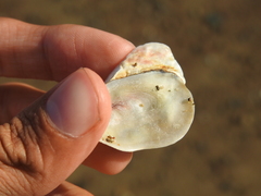 Crepipatella lingulata