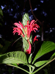 Pachystachys coccinea