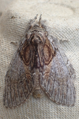 Peridea basitriens