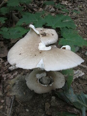 Amanita submaculata