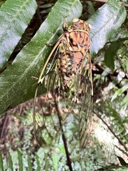 Tanna sozanensis
