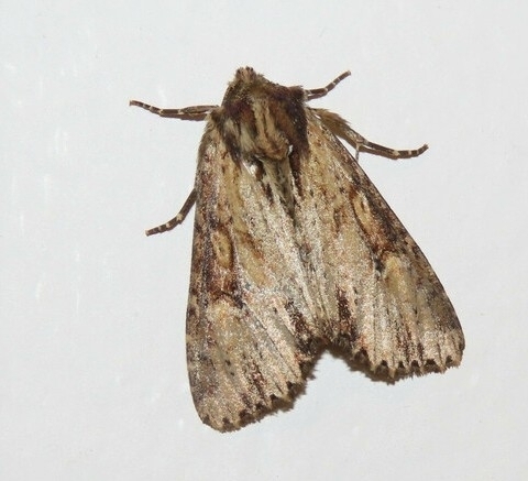 Airy Apamea Moth