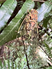 Tanna sozanensis