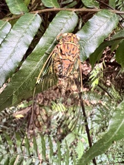 Tanna sozanensis