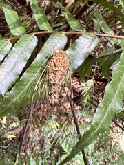 Tanna sozanensis