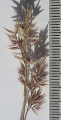 Enneapogon scaber
