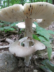 Amanita submaculata