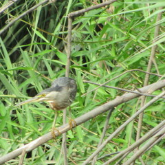 Butorides