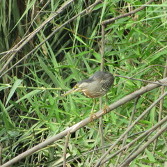 Butorides