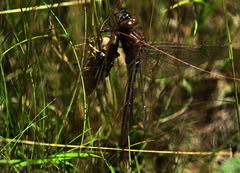 Somatochlora cingulata