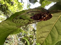 Tanna sozanensis