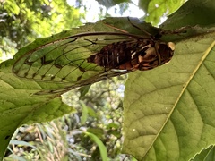 Tanna sozanensis