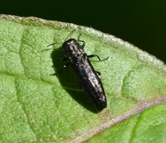 Agrilini