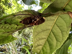 Tanna sozanensis