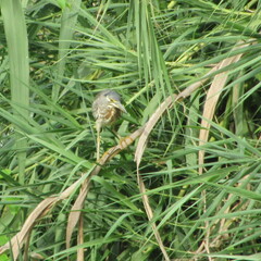 Butorides