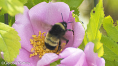 Bombus terricola image