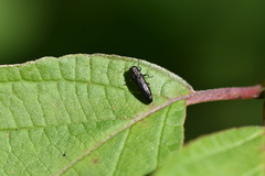 Agrilini