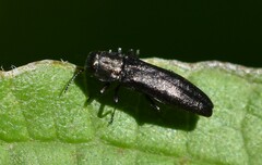Agrilini