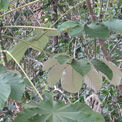Cecropia