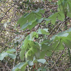 Cecropia