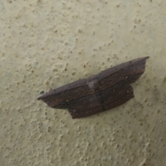 Phalacra