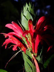 Pachystachys coccinea