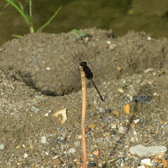 Erythemis plebeja