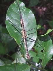 Neohirasea
