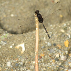 Erythemis plebeja